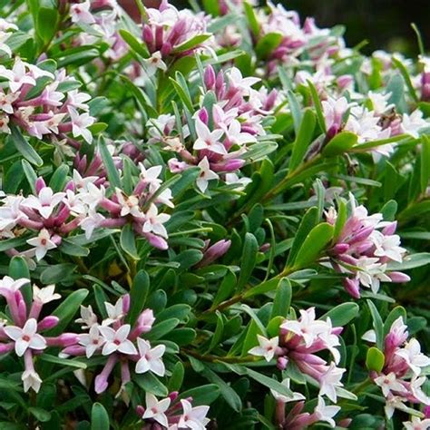 daphne  transatlantica eternal fragrance fragrant evergreen daphne special deals garden
