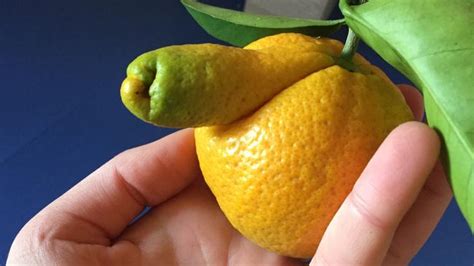 Funny Shaped Fruit Whod Be Man Enough To Eat This Half Ripe Orange
