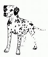 Dalmatian Coloring Dog Realistic Clipart Pages Dalmation Puppy Popular Deviantart Webstockreview sketch template