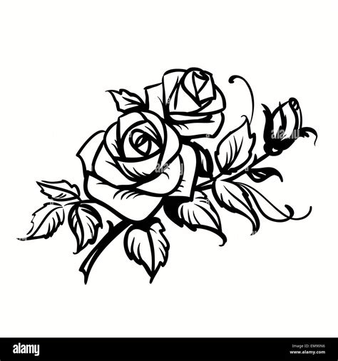 roses black outline drawing  white background stock vector image