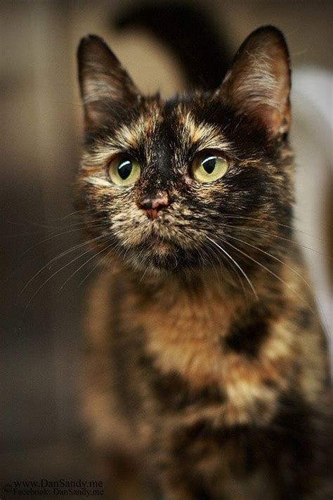 only female cats can be tortoiseshell because the coat colour gene is