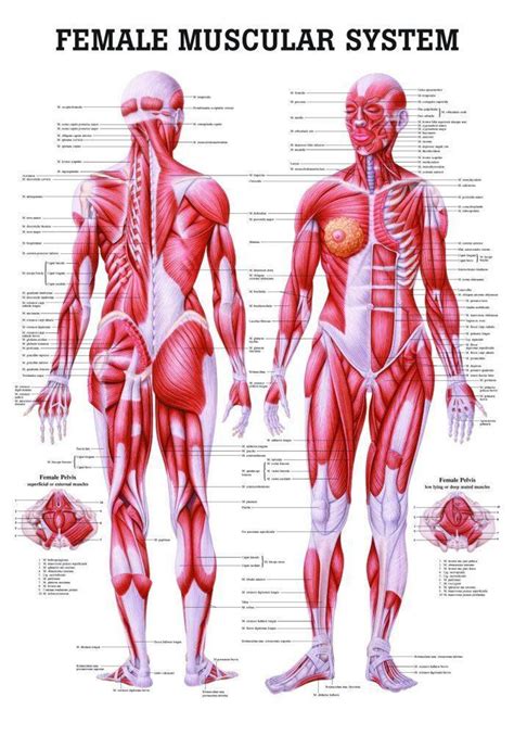 body muscles labeled front   muscle diagram anatomy system