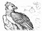 Eagle Harpy Hawk sketch template