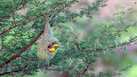 bird hanging nest weaver gilt birds wallpapers