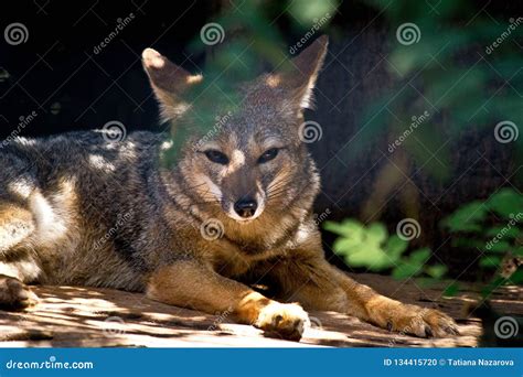 wild fox   zoo stock photo image  fennec face