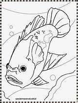 Ikan Mewarnai Akuarium Aquarium sketch template