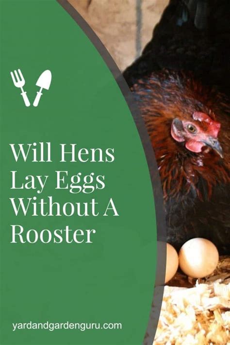 Will Hens Lay Eggs Without A Rooster