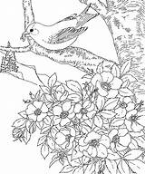 Coloring Pages Birds Flowers Flower Printables Goldfinch Eastern Printable Bird Wild Rose Imagixs Drawing Iowa State Fonts Education States Colors sketch template