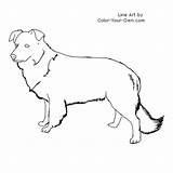 Collie Border Dog Coloring Color Pages Line Drawings Standing Drawing Dogs Own Rough Artwork Animals Stencil Webdesign Website Choose Board sketch template