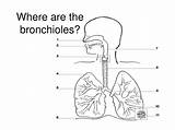 Bronchioles Where Sugar Ppt Powerpoint Presentation sketch template