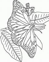 Kleurplaat Vlinder Schmetterling Vlinders Kleurplaten Papillon Papillons Mariposas Mariposa Colorat Acuarelas Coloriages Malvorlagen Farfalle Animale Malvorlage Animaatjes P50 Fluturasi Borboletas sketch template