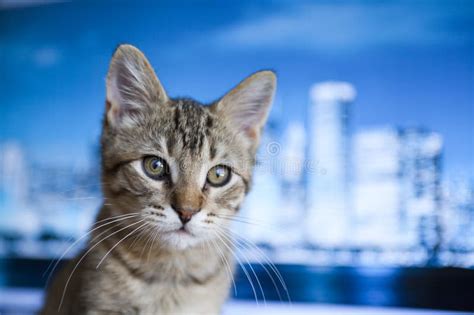 business kitty stock image image  charming lovable