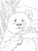 Panda Coloring Pages Portrait Kids Drawing sketch template