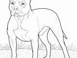 Pitbull Coloring Pages Dog Realistic Printable Colorings Getcolorings Pit Color Bull Getdrawings sketch template