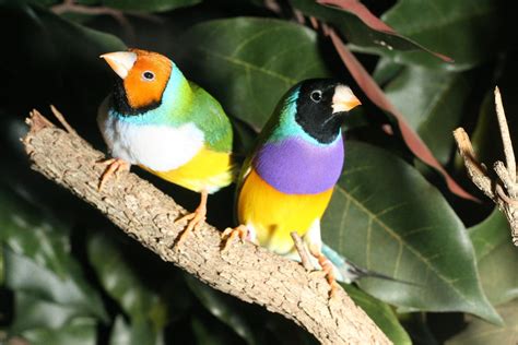 oiseaux tropicaux top  avec