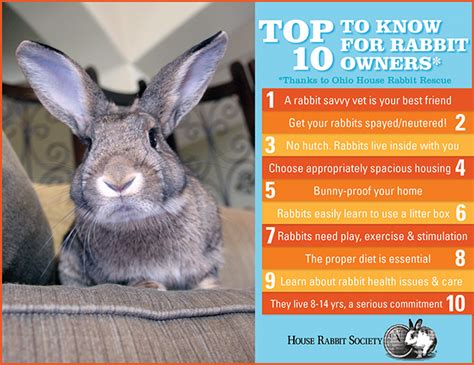 top ten things to know house rabbit society