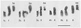 Banding Giemsa Barley Chromosomes sketch template