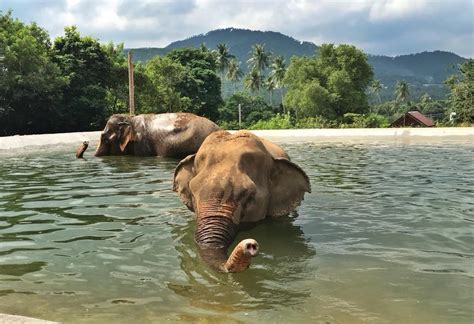 fantastiska elefantreservat  thailand