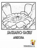Arizona Coloring Flower State Cactus Saguaro Blossom Pages sketch template