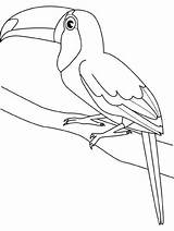 Toucan Tucano Kolorowanki Tucan Vogels Vogel Dieren Colorat Tukan Coloriages Oiseaux Tekenen Dzieci Dla Ptaki Tukany Uccelli Oiseau Colorare Pasari sketch template
