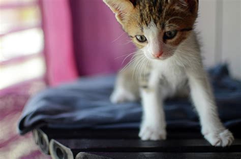 two months old kitten at home photograph by nano calvo fine art america