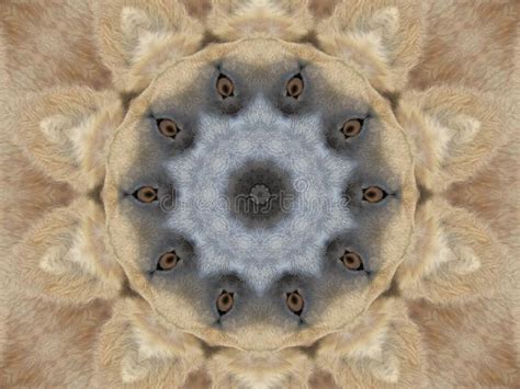 eyes ears abstract stock photo image  kaleidoscope