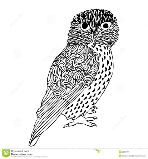 original hand drawing  owl royalty  stock image image adult