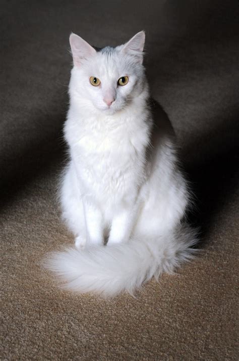 white cat  chr  deviantart