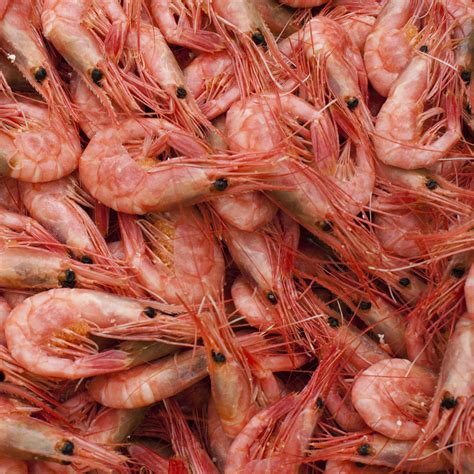 gourmetrejer fra skagerraknordsoen  kg sokogte frosne tilbud skaldyr fiskehusets netbutik