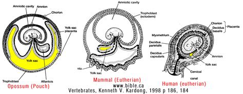 apotelesma eikonas gia yolk sac development placenta uterus vertebrates