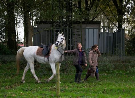 een paard sterker  vele paardenkrachten oog op blaricum