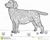 Labrador Antistress Coloring Hunde Colorare Malbuch Raster Labradors Vettore Vecteur Chien Neapolitan Mastiff Ruth Dougherty Dachshund Vector sketch template