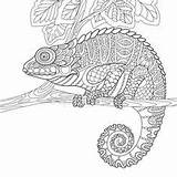 Coloring Chameleon Adult Pages Colouring Zentangle Stylized Vector Hand Nicaragua Drawing Mandala Colorear Para Antistress Stock Alphabet Book Sketch Cartoon sketch template