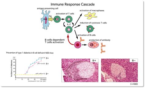 Immune System And Its Regulation By B Cells