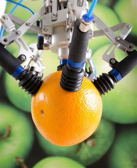 robots   pick  sort fruit