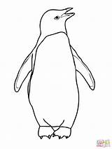 Penguin Coloring Pages Printable Penguins Drawing Adelie Outline Colouring Pinguin Emperor Easy Clipart African Color Print Chinstrap Books King Draw sketch template