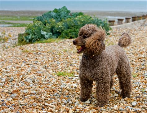 miniature poodle dog  stock photo public domain pictures