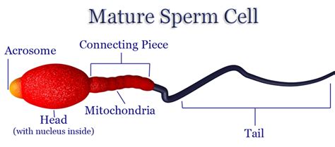 human sperm ck 12 foundation
