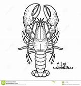 Lobster Graphic Vector Preview sketch template