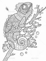 Coloring Vector Pages Chameleon Adults Book Collection Vectorified Graphicriver Coloriage Add Savoir Plus sketch template