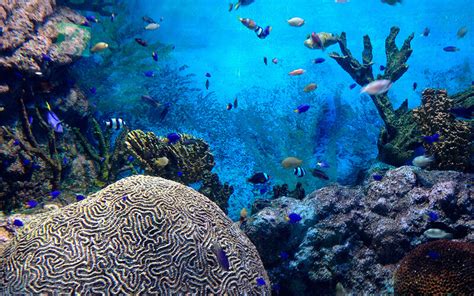 arrecife de coral  motor de economia