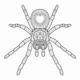 Zentangle Betrag Spinne Abgehobenen Corel Vektoren sketch template