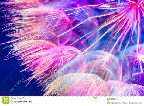 Colorful Pink Pastel Background Vivid Abstract Dandelion