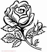 Mawar Mewarnai Bunga Paud Bermanfaat Meningkatkan Kreatifitas Kepada sketch template