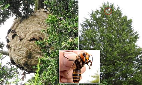Giant Asian Hornets Nest Takes Over Tree In Tetbury Daily Mail Online