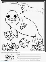 Seal Coloring Pages Kids Cute Printable Drawing Ocean Animals Baby Elephant Drawings Seals Fish Sheets Leopard Worksheets Simple Kindergarten Color sketch template