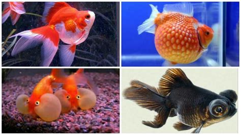 kinds  goldfish   characteristics youtube