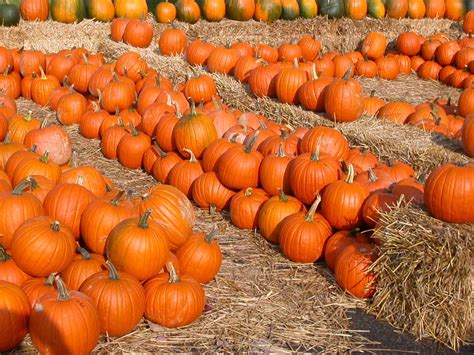 pumpkins  packed full  health benefits