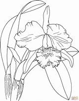 Orquidea Orchid sketch template