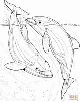 Dolphin Coloring Pages Dolphins Drawing Two Fish Realistic Sea Printable Draw Bottlenose Colouring River Animals Books sketch template